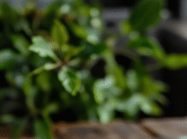 Golden brown mini grilled cheese sandwiches on soft Hawaiian rolls, melted cheese oozing out, garnished with fresh herbs on a rustic wooden board